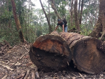 Kon Tum: Khởi tố vụ phá rừng ở huyện Kon Plông