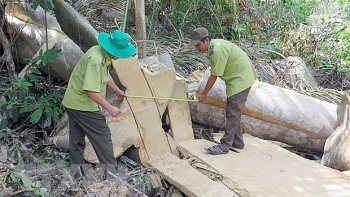 Phú Yên: Phát hiện một vụ phá rừng ở Hòn Đác