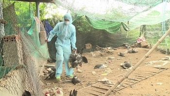 Kon Tum: Tiêu hủy đàn gà 1.000 con mắc cúm A/H5N6