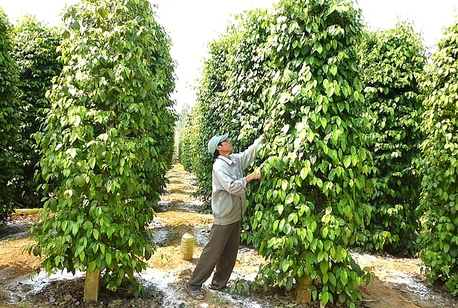 khuyen cao doanh nghiep khi xuat khau ho tieu sang myanmar