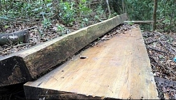 Lâm Đồng: Khởi tố vụ án cưa hạ nhiều cây gỗ lớn trong rừng phòng hộ