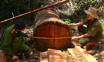 Gia Lai: Bắt tạm giam Giám đốc công ty chứa gỗ lậu