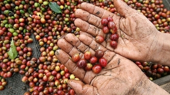 Giá cà phê hôm nay 1/11: Giá cà phê nguyên liệu tiếp tục xu hướng giảm