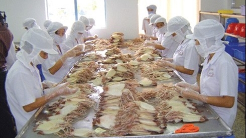 Xuất khẩu mực, bạch tuộc sang ASEAN không ổn định