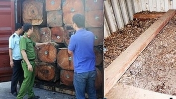 Phát hiện số lượng lớn vảy tê tê ‘độn’ trong container gỗ quý