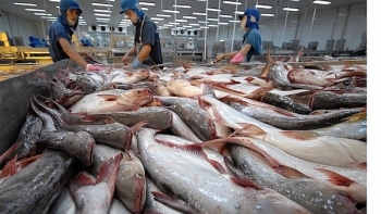 Giá cá tra tăng đột biến, thêm bất lợi cho xuất khẩu