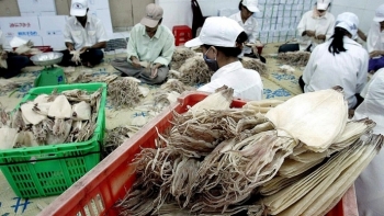Dự báo xuất khẩu mực, bạch tuộc sang Trung Quốc tăng trưởng những tháng cuối năm