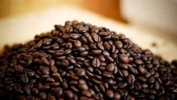 Giá cà phê hôm nay 14/11: Giảm 100 đồng/ kg