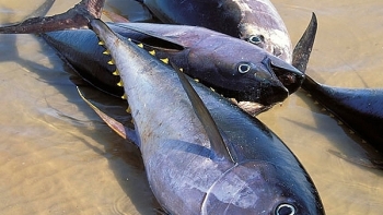 Cá ngừ đông lạnh Việt Nam hút hàng tại Hà Lan