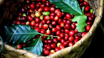 Giá cà phê hôm nay 19/11: Cà phê nguyên liệu ở mức thấp