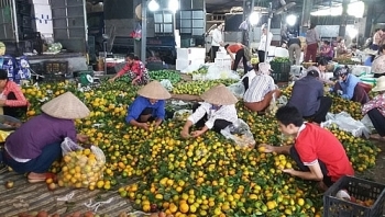 Xử lý nông sản nước ngoài đội lốt hàng Việt: Khó vì chưa có quy định