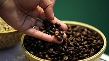 Giá cà phê hôm nay 20/11: Giảm 300 đồng/kg
