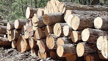 Tạm dừng kinh doanh tạm nhập, tái xuất gỗ từ Lào và Campuchia