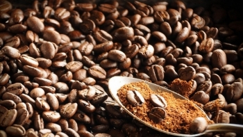 Giá cà phê hôm nay 24/11: Dừng đà giảm