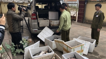 Lạng Sơn bắt giữ trên 400 kg cá tầm nhập lậu