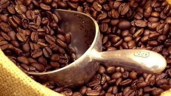 Giá cà phê hôm nay 28/11: Giá cà phê tiếp tục tăng 200 đồng/kg