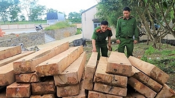 Lâm Đồng: Bắt nhóm lâm tặc khai thác gỗ trái phép