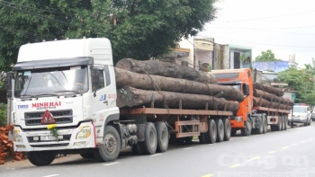 Chặn 4 xe container chở hàng chục cây gỗ trên QL1A