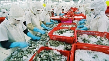 Tín hiệu tích cực cho xuất khẩu tôm Việt Nam sang Mỹ