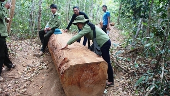 Gia Lai: Bắt được gỗ lậu, Chủ tịch xã mang về nhà làm bàn ghế