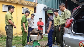 Điện Biên: Số lượng lớn cá thể động vật hoang dã bị thu giữ