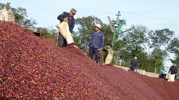 Xuất khẩu cà phê 10 tháng đầu năm ảm đạm