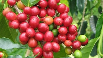 Cập nhật giá cà phê hôm nay 12/11: Cao nhất ở mức 32.800 đồng/kg