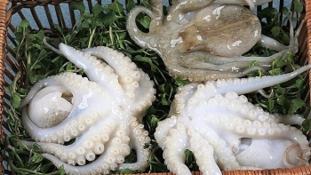Xuất khẩu mực, bạch tuộc Việt Nam sang Mỹ tăng trưởng mạnh