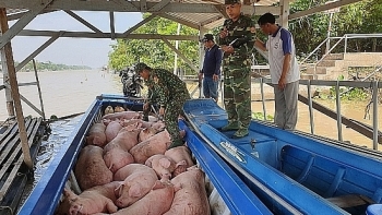 An Giang: Liên tiếp bắt giữ lợn nhập lậu từ Campuchia vào Việt Nam