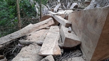 Đắk Lắk: Yêu cầu điều tra, xử lý nghiêm vụ phá rừng đặc dụng Nam Kar
