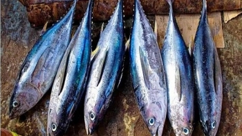 Xuất khẩu cá ngừ tiếp tục giảm trong tháng 10/2019