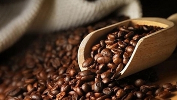 Giá cà phê hôm nay 7/12: Giảm 300 đồng/kg