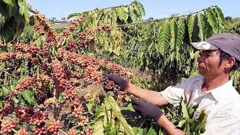 Cà phê Việt – Làm sao để phát triển bền vững?