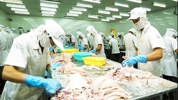 Xuất khẩu mực, bạch tuộc sang Hàn Quốc tăng trưởng ổn định