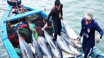 Chính thức có nhãn hiệu “Cá ngừ đại dương Bình Định”