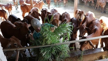 Thu nhập hàng triệu đồng/ngày từ nuôi bò sữa
