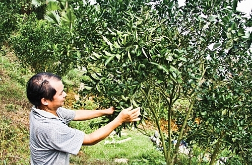 nong san sach gian nan tim dau ra