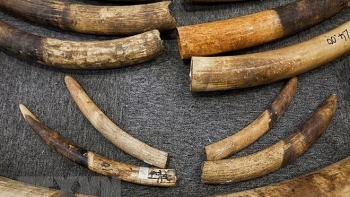 Truy tố đối tượng chế tác ngà voi châu Phi với số lượng lớn