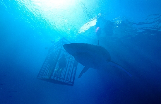 "Cá mập" PYN Elite lao đao trước sóng gió VN-Index
