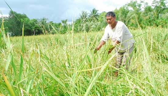 Chuyển hơn 86 ha đất trồng lúa sang đất phi nông nghiệp tại Tiền Giang, Hậu Giang
