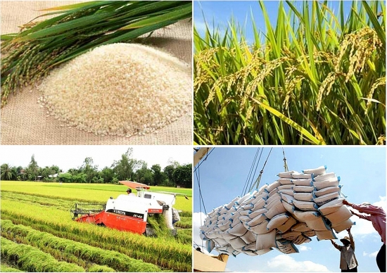 Xuất khẩu gạo quý I tăng trưởng cả lượng và giá trị