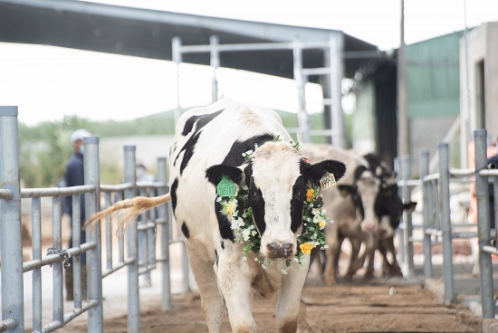 Nutifood nhập 3300 bò sữa thuần chủng từ Mỹ