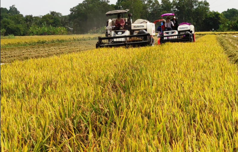 Giá lúa gạo hôm nay 11/1: Tiếp tục điều chỉnh giảm ở một số loại lúa