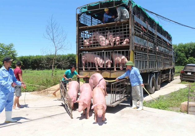 Campuchia tạm dừng nhập khẩu heo sống từ Việt Nam, Thái Lan