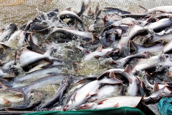Năm 2022, sản lượng cá tra toàn cầu có thể giảm 4,6%