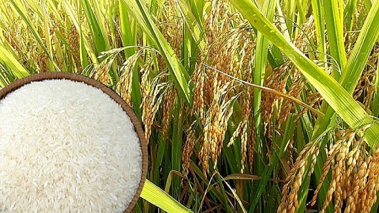 Giá lúa gạo hôm nay 20/1: Gạo sóc thường giảm 1.000 đồng/kg
