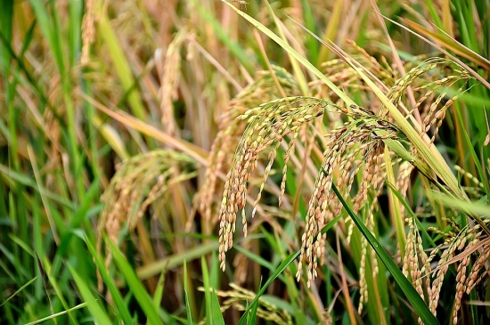 Giá lúa gạo hôm nay 21/1: Giá lúa ổn định, giá gạo giảm nhẹ