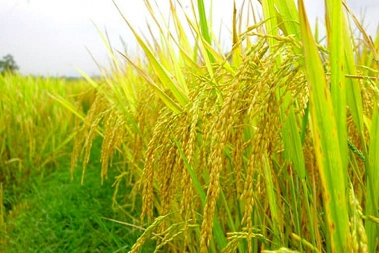 Giá lúa gạo hôm nay 25/1: Giảm với một số giống lúa