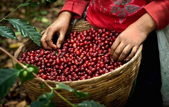 ICO: Xuất khẩu cà phê arabica sụt giảm trong khi robusta tăng tốc