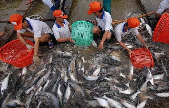 Giá cá tra nguyên liệu tăng mạnh